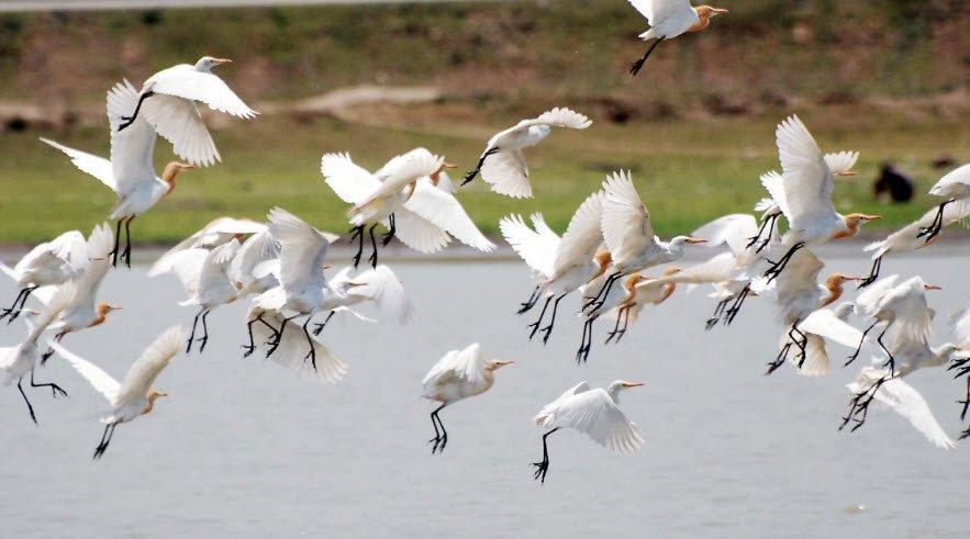 Vijai Sagar Wildlife Sanctuary